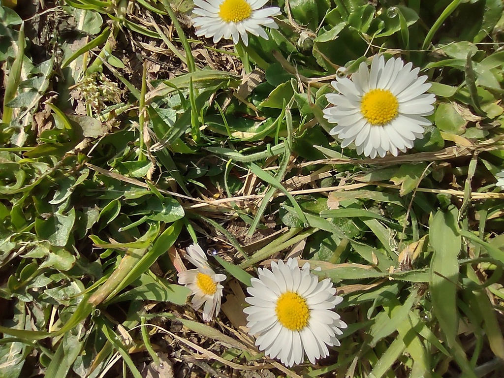 No s'ha trobat l'arxiu